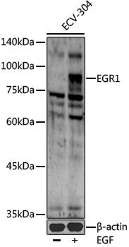 Anti-EGR1 Rabbit pAb