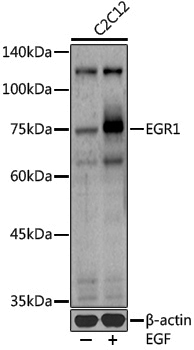 Anti-EGR1 Rabbit pAb
