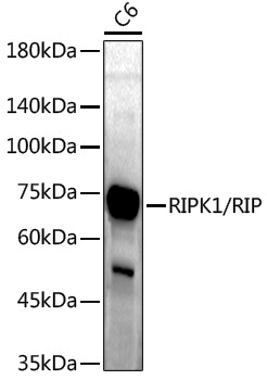 Anti-RIP Rabbit pAb