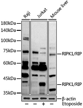 Anti-RIP Rabbit pAb