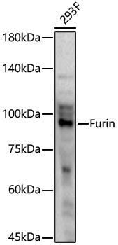 Anti-Furin Rabbit pAb