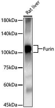 Anti-Furin Rabbit pAb