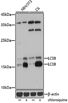 [KD Validated] Anti-LC3B Rabbit pAb