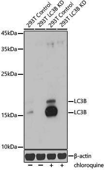[KD Validated] Anti-LC3B Rabbit pAb