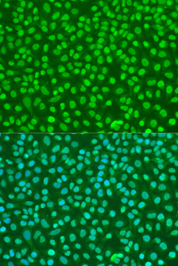 Anti-Nibrin Rabbit pAb