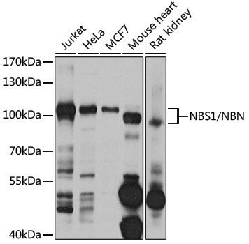 Anti-Nibrin Rabbit pAb