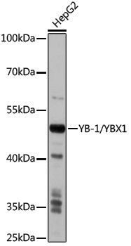 Anti-YB1 Rabbit pAb