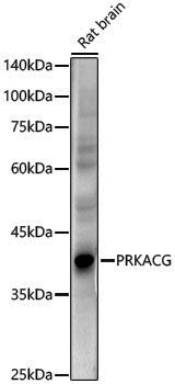 Anti-PKA C gamma Rabbit pAb