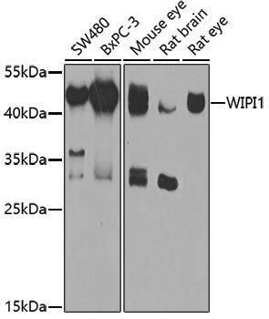 Anti-WIPI1 Rabbit pAb