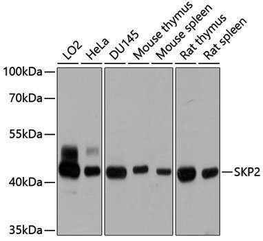 Anti-SKP2 Rabbit pAb