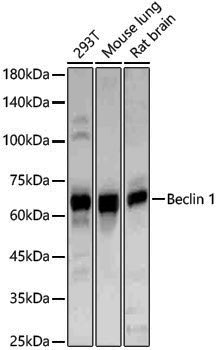 Anti-Beclin 1 Rabbit pAb