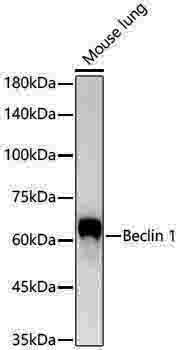 Anti-Beclin 1 Rabbit pAb