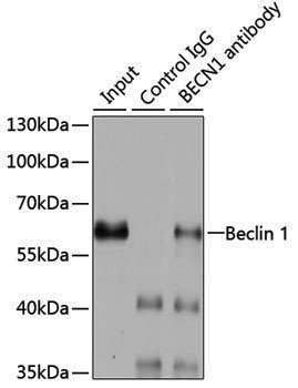 Anti-Beclin 1 Rabbit pAb