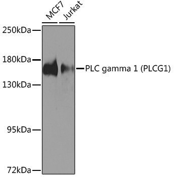 Anti-PLCG1 Rabbit pAb
