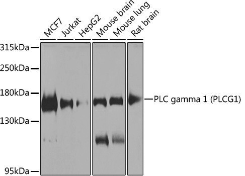 Anti-PLCG1 Rabbit pAb