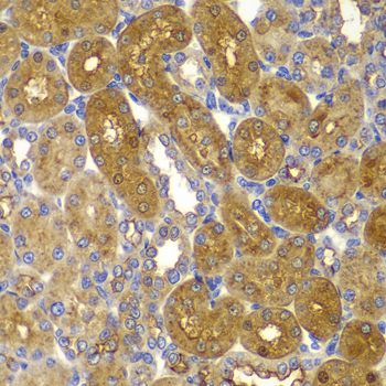 Anti-AMPK beta 1 Rabbit pAb