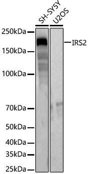 Anti-IRS2 Rabbit pAb