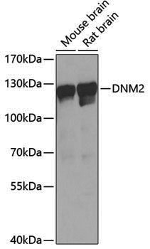 Anti-Dynamin 2 Rabbit pAb