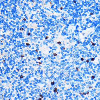 Anti-Chk1 Rabbit pAb