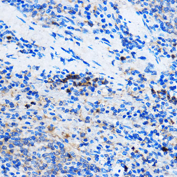 Anti-Chk1 Rabbit pAb