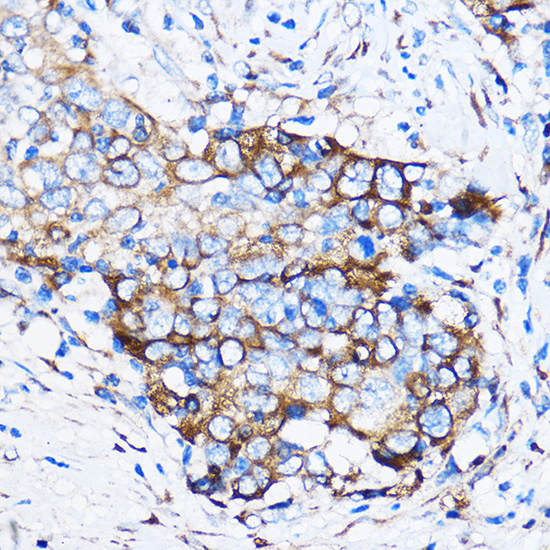 Anti-Chk1 Rabbit pAb