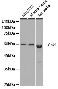 Anti-Chk1 Rabbit pAb
