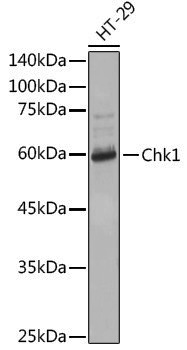Anti-Chk1 Rabbit pAb