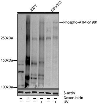 Anti-Phospho-ATM (Ser1981) Rabbit pAb