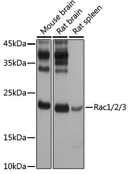 Anti-Rac1/2/3 Rabbit pAb