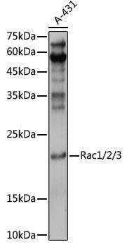 Anti-Rac1/2/3 Rabbit pAb