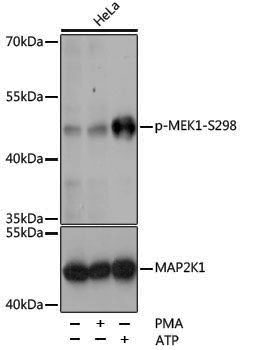 Anti-Phospho-MEK1 (Ser298) Rabbit pAb