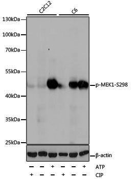 Anti-Phospho-MEK1 (Ser298) Rabbit pAb