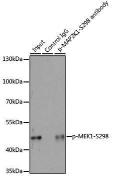 Anti-Phospho-MEK1 (Ser298) Rabbit pAb