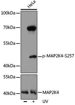 Anti-Phospho-MEK4 (Ser257) Rabbit pAb