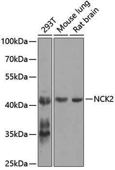 Anti-NCK2 Rabbit pAb