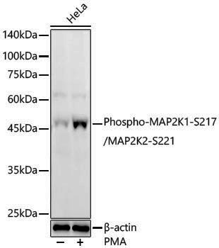 Anti-Phospho-MEK1 (Ser217)/MEK2 (Ser221) Rabbit pAb