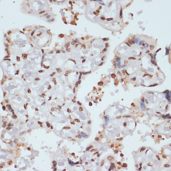 Anti-Phospho-Chk1 (Ser280) Rabbit pAb
