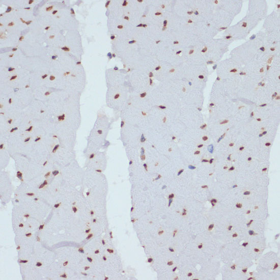 Anti-Phospho-Chk1 (Ser280) Rabbit pAb