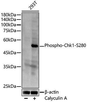 Anti-Phospho-Chk1 (Ser280) Rabbit pAb