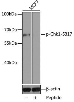 Anti-Phospho-Chk1 (Ser317) Rabbit pAb