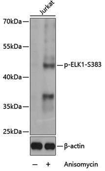 Anti-Phospho-ELK1 (Ser383) Rabbit pAb