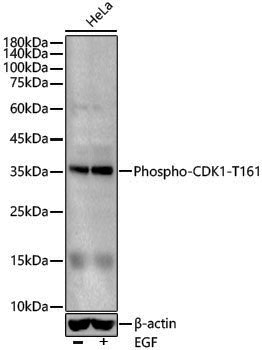 Anti-Phospho-CDK1 (Thr161) Rabbit pAb
