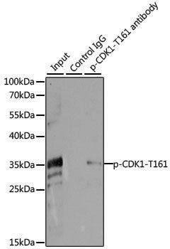 Anti-Phospho-CDK1 (Thr161) Rabbit pAb