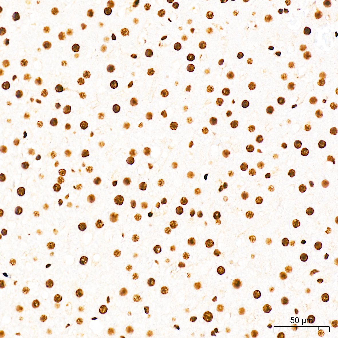 Anti-Phospho-CDK1 (Thr161) Rabbit pAb