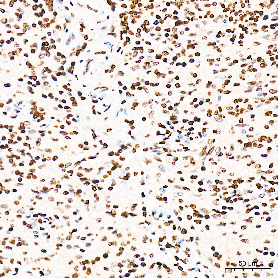 Anti-Phospho-CDK1 (Thr161) Rabbit pAb
