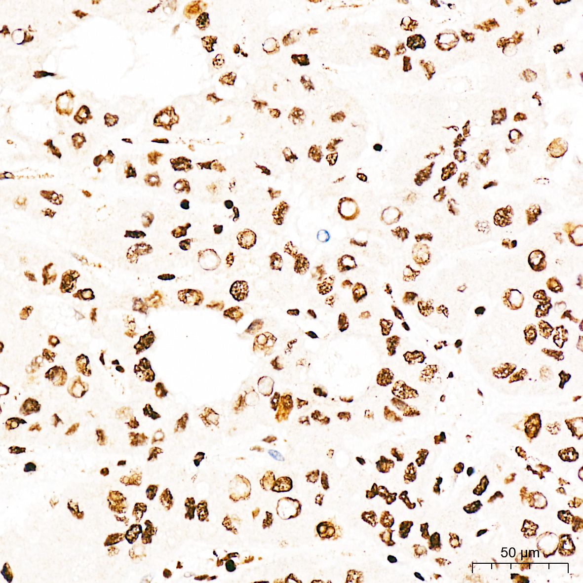 Anti-Phospho-CDK1 (Thr161) Rabbit pAb