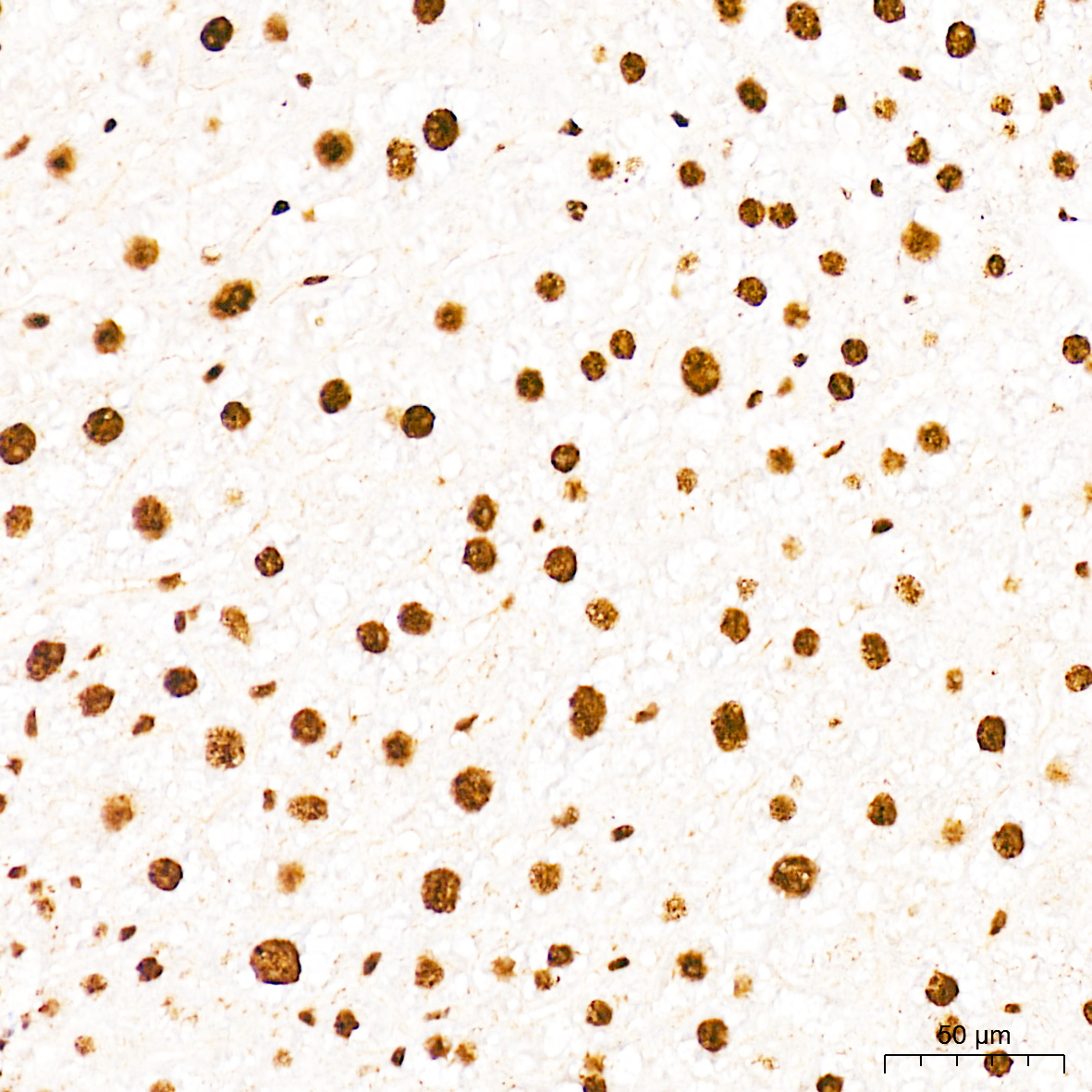 Anti-Phospho-CDK1 (Thr161) Rabbit pAb