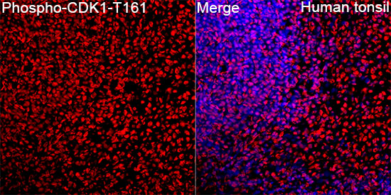 Anti-Phospho-CDK1 (Thr161) Rabbit pAb