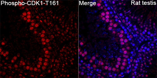 Anti-Phospho-CDK1 (Thr161) Rabbit pAb