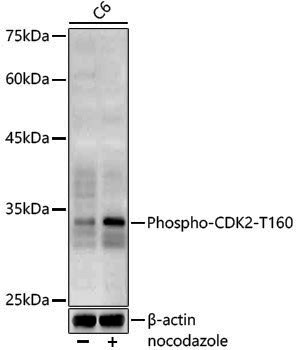 Anti-Phospho-CDK2 (Thr160) Rabbit pAb